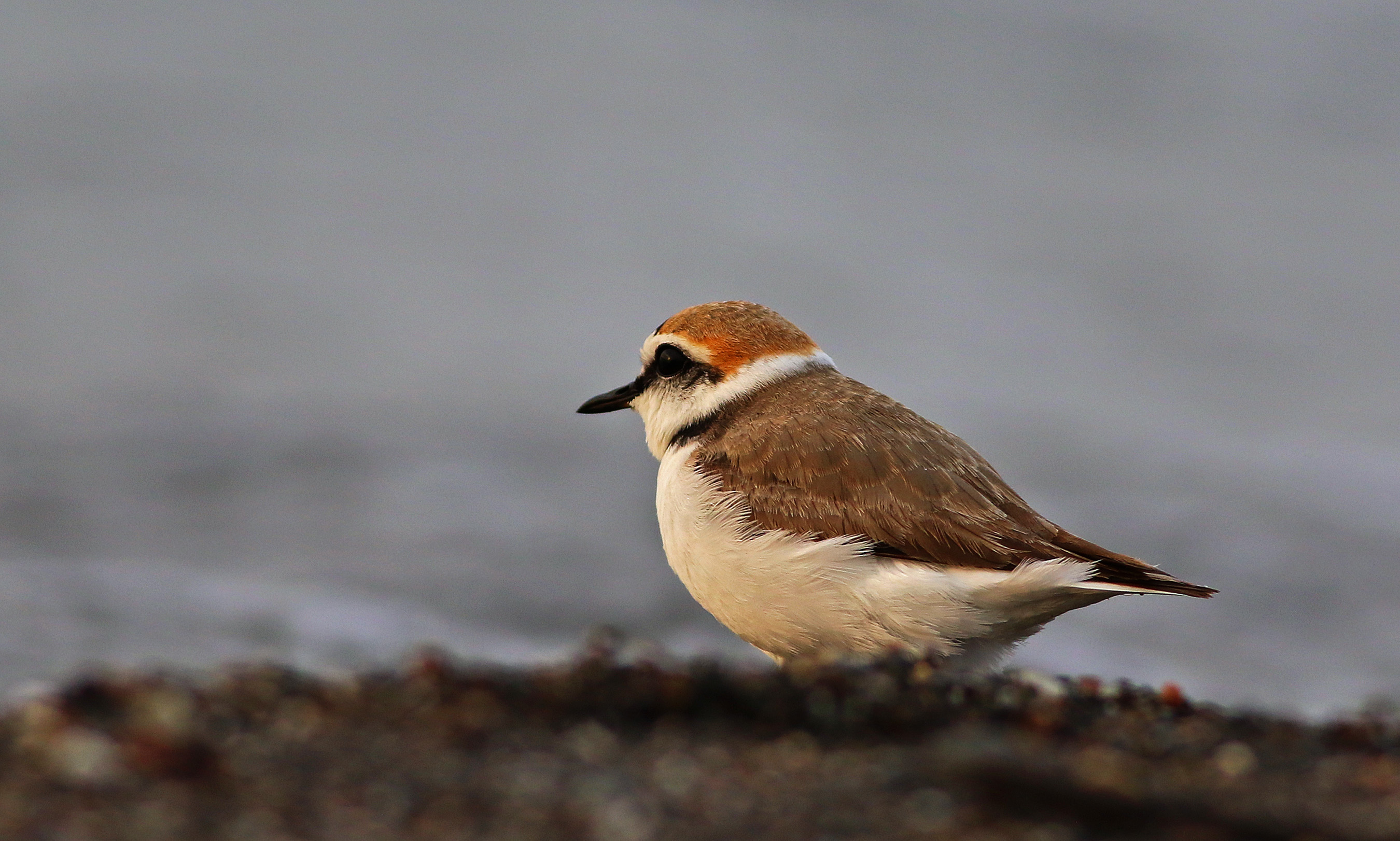 Kentish Plover